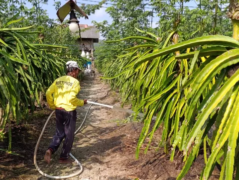 Petani Banyuwangi Terdesak Lumpur Tambang Emas Ilegal di Lahan Perhutanan Sosial