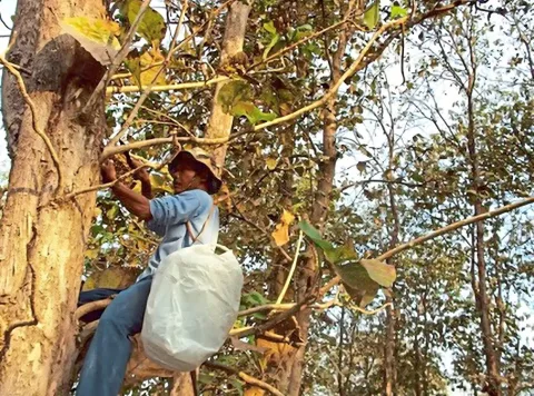 Dari Ladang Padi ke Bisnis Madu Hutan: Kisah Pengusaha Malaysia yang Memberdayakan Suku Asli