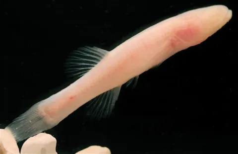 Ikan Tanpa Mata di Gua Alabama: Spesies Baru yang Mengubah Pemahaman Evolusi