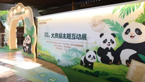 Panda Planet Exhibition Hadir Perdana di Singapura, Rayakan Ulang Tahun Jia Jia dan Kai Kai