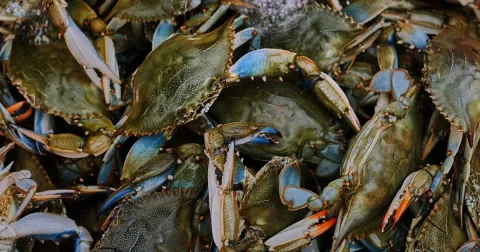Kepiting Biru Atlantik: Dari Hama yang Dibakar Jadi Komoditas Ekspor Andalan Italia
