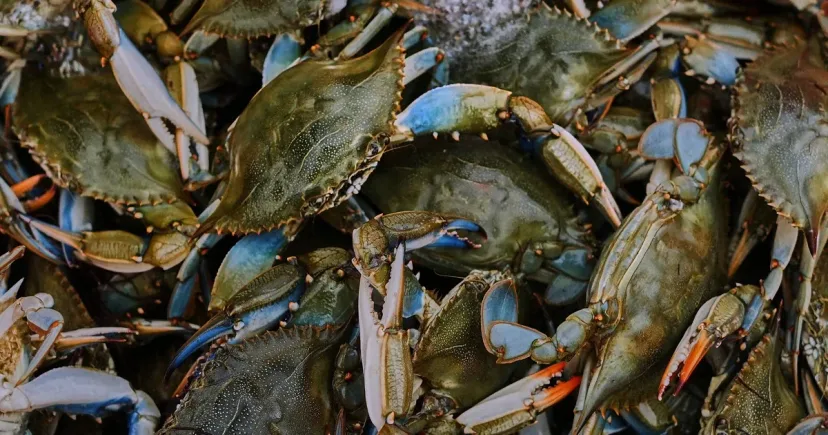 Kepiting Biru Atlantik: Dari Hama yang Dibakar Jadi Komoditas Ekspor Andalan Italia