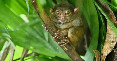 Jejak Digital Ungkap Habitat Asli Tarsius Filipina, Lebih Luas dari Perkiraan