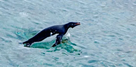 Warna Kotoran Penguin dari Luar Angkasa Ungkap Dampak Perubahan Iklim Antartika