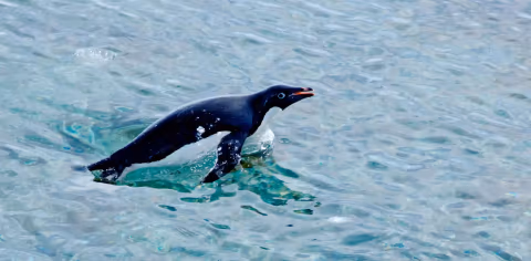 Warna Kotoran Penguin dari Luar Angkasa Ungkap Dampak Perubahan Iklim Antartika