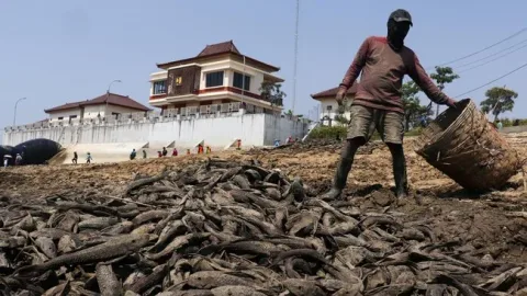 Sungai Juana Mengering, Warga Pati Panen Ikan Sapu-Sapu: Antara Berkah dan Ancaman Ekologis
