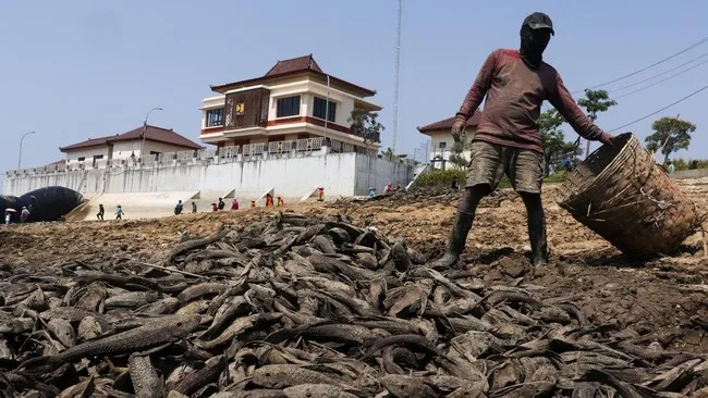 Sungai Juana Mengering, Warga Pati Panen Ikan Sapu-Sapu: Antara Berkah dan Ancaman Ekologis