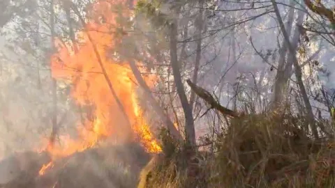 Kebakaran Hutan Indonesia Kembali Menjadi Sorotan: Asap Menembus Batas hingga Filipina