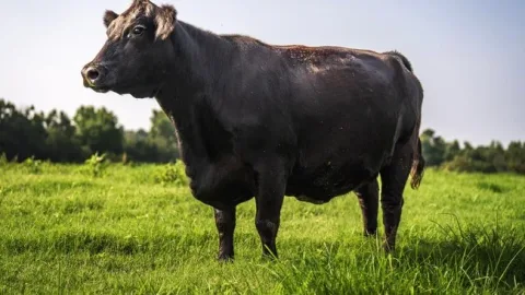 Sapi Angus Australia Cetak Rekor Lelang Rp 7,4 Miliar, Pemilik Justru Berat Hati Melepas