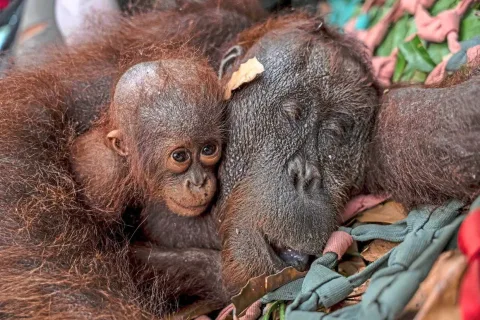 Kebakaran Hutan di Kalimantan: Induk dan Bayi Orangutan Dievakuasi ke Pusat Rehabilitasi