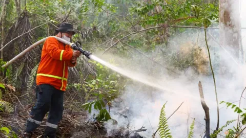 Kebakaran Hutan Mendekati Ibu Kota Nusantara, Otoritas Minta Hujan Buatan Segera Dilakukan
