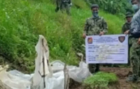 Gerebek Ladang Ganja di Ilocos Sur: 600 Tanaman dan 1.400 Bibit Disita, Nilainya Capai Rp60 Juta