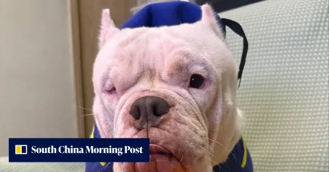 Kematian American Bully di Hong Kong Picu Pertanyaan soal Regulasi Anjing Petarung
