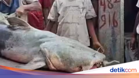 Banjir Nepal Bawa Ikan Raksasa ke India, Warga Diimbau Tak Menyentuh