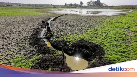 Waduk Sumberkepuh Kering, 400 Hektare Sawah di Nganjuk Terancam Gagal Tanam