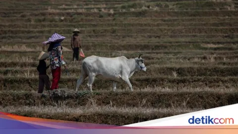 Perubahan Iklim dan Krisis Pangan: Risiko Konflik Global yang Terabaikan