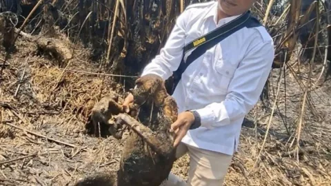 Kebakaran Hutan di Kalsel Tewaskan 12 Bekantan, Habitat Terfragmentasi Jadi Pemicu