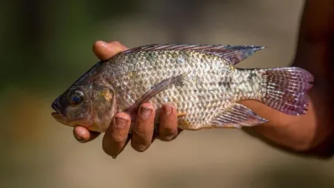 Ikan Nila Dagu Hitam Bikin Thailand Darurat Bencana, RI Waspada?