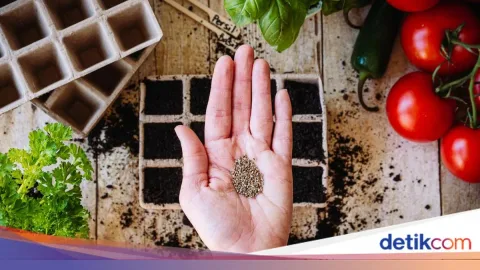 Benih Unggul sebagai Kunci Kedaulatan Pangan: Strategi Baru Hadapi Krisis Iklim dan Pupuk