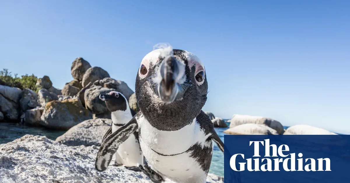 Wabah Virus Sardin di Afrika Selatan: Antara Kelangsungan Penguin dan Ekonomi Nelayan