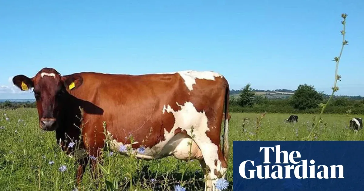 Petani Somerset Korbankan Produksi Susu demi Cheddar Bernuansa Bunga Liar