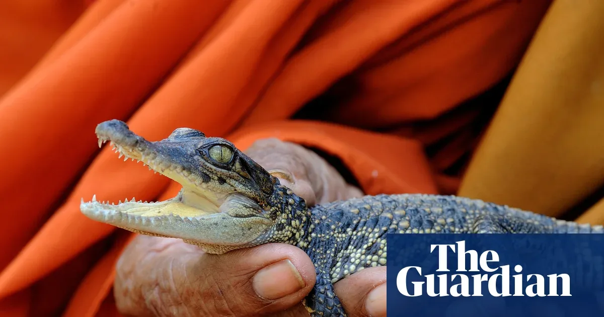 Cambodia Designates Genetic Conservation Area for Siamese Crocodile, Last Hope for Critically Endangered Species