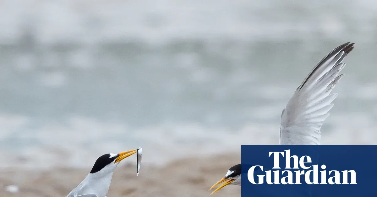 Setelah Dihantam Flu Burung, Koloni Tern Inggris Tunjukkan Pemulihan