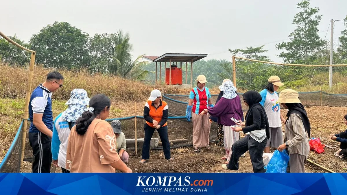 Lahan Tandus di Transmigrasi Sambas Disulap Jadi Kebun Sayur, Warga Hemat Biaya Pangan