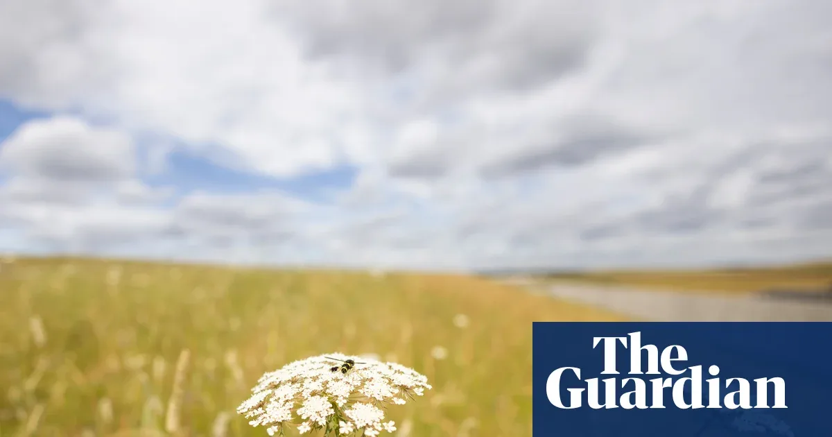 HS2 Bangun Padang Rumput Kapur Buatan, Satwa Liar Sudah Berdatangan