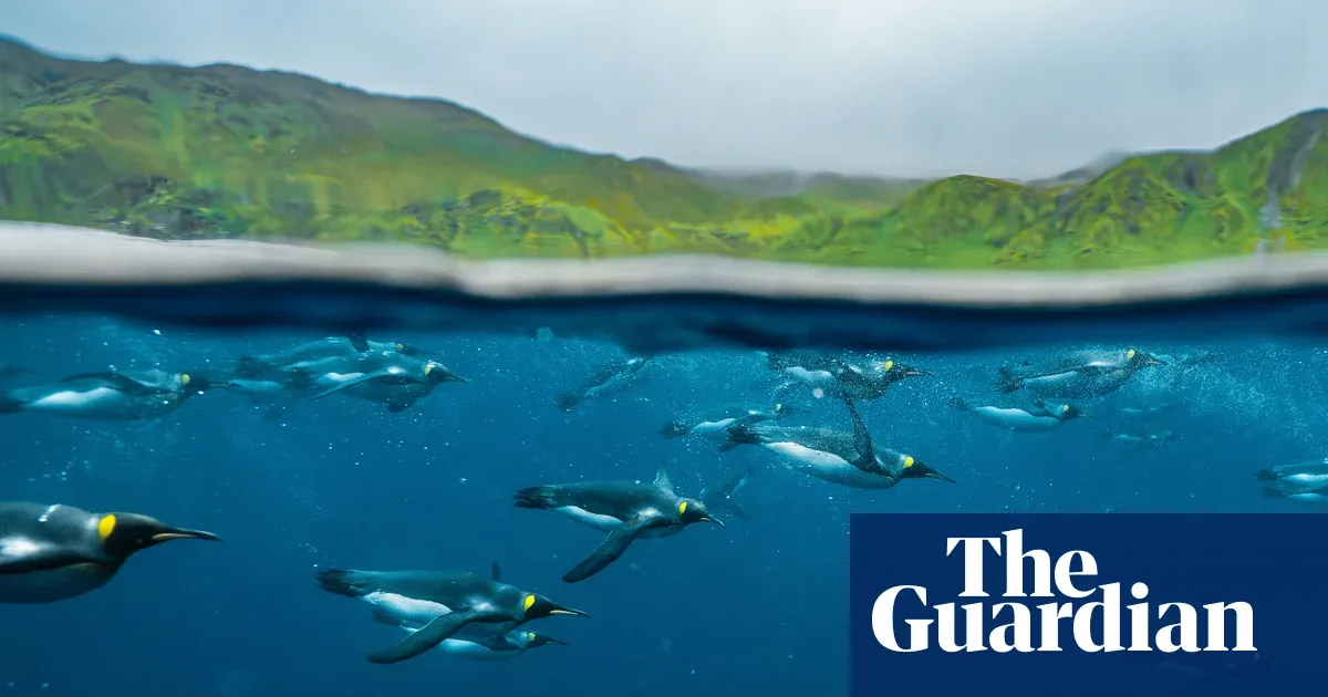 BirdLife Australia 2026: Foto Penguin Raja hingga Kakatua Pencuri Gula yang Mencuri Perhatian