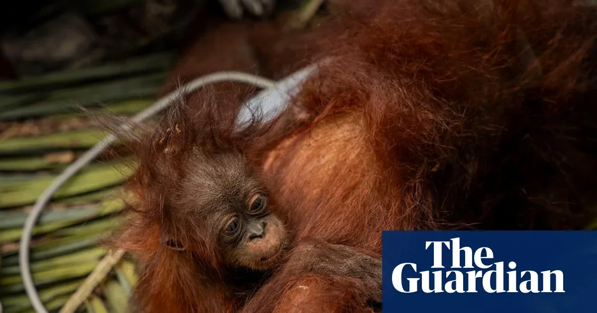 El Niño Perparah Kebakaran Hutan, Ribuan Orangutan di Kalimantan Terancam