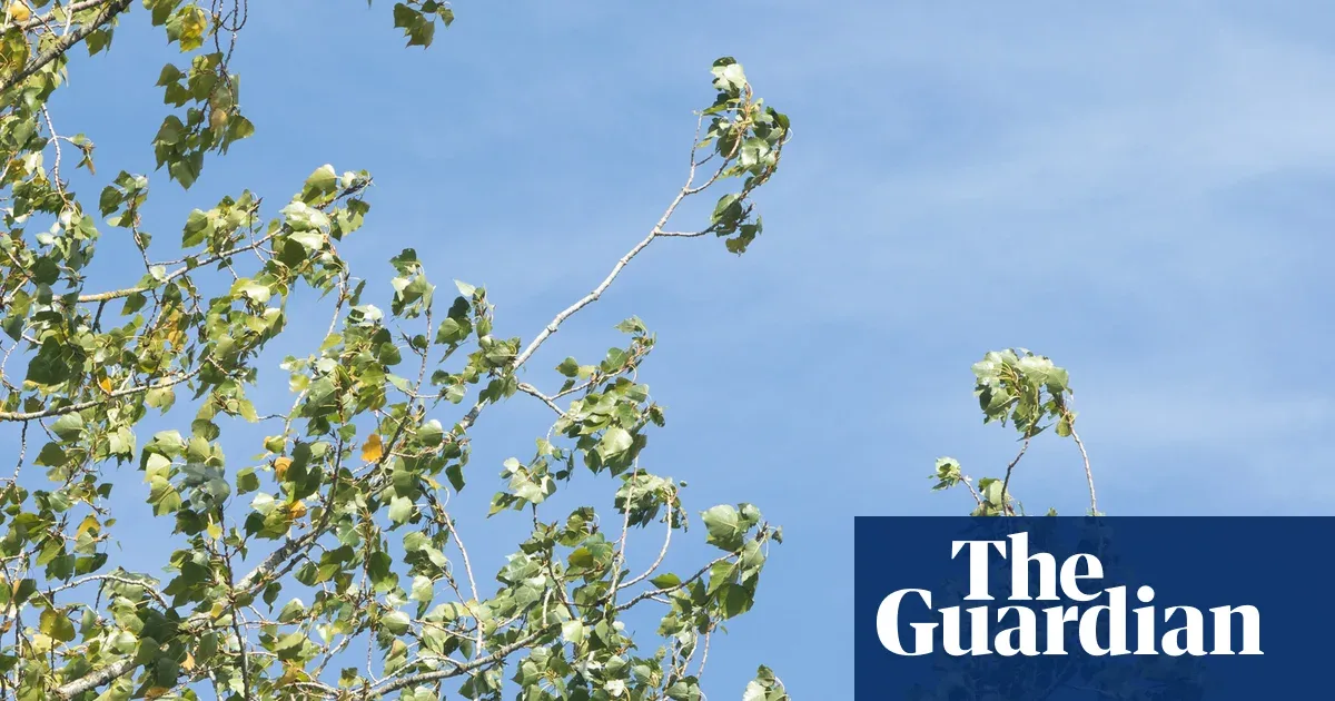 Psithurism: Mengapa Poplar Jadi Pohon Paling 'Bicara' Saat Angin Bertiup