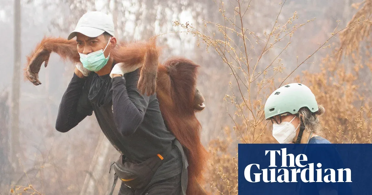 Wildlife Week: Orangutan Rescued from Ketapang Forest Fires, Heaviest Bear to an Owl Drama