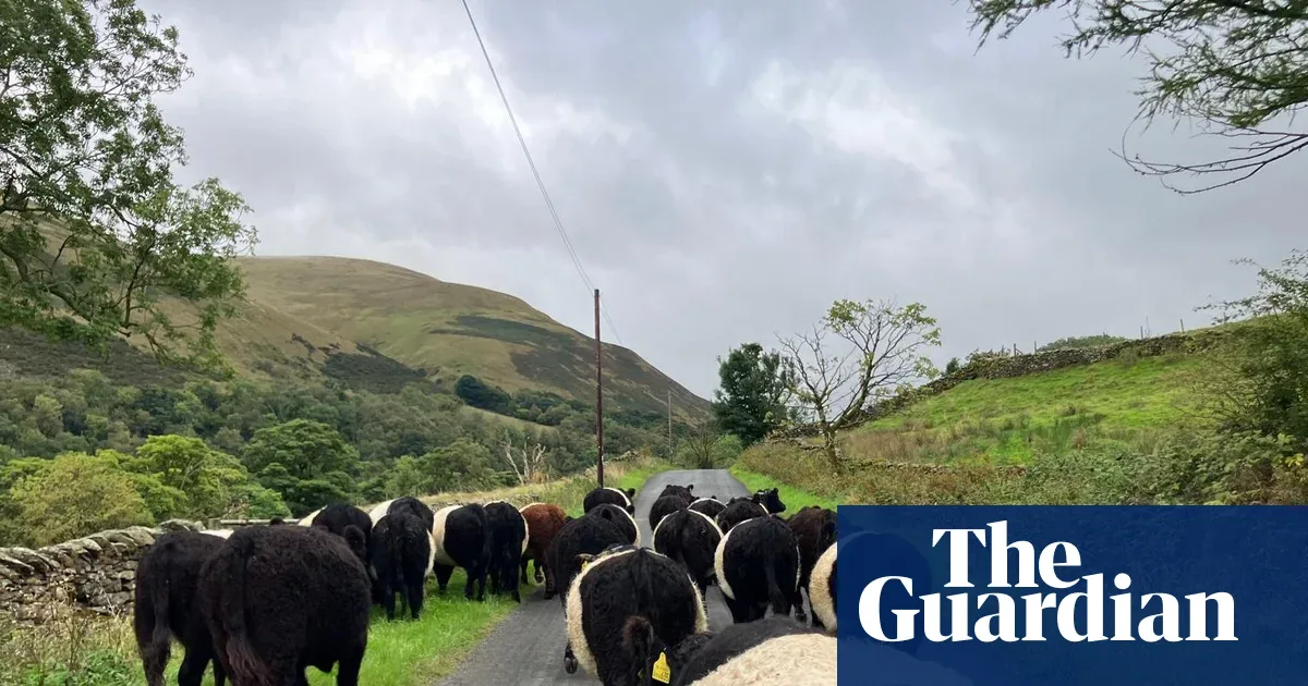 Skema Subsidi Pertanian Berkelanjutan Inggris Kehabisan Dana dalam Hitungan Jam, Peternak di Cumbria Bergulat dengan Wabah TBC