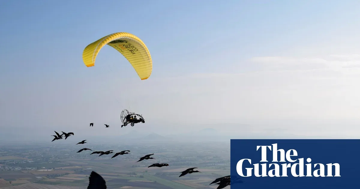 Burung Ibis Botak Terbang Kembali ke Eropa, Dipandu Pesawat Mikro dari Austria ke Spanyol