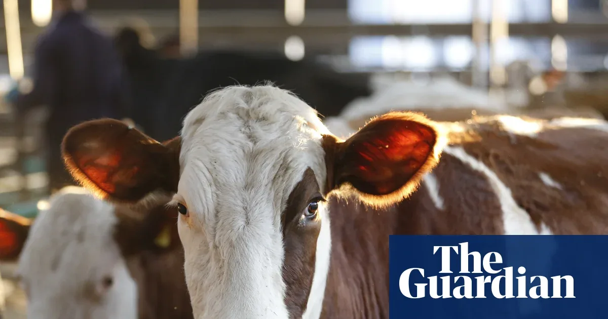 Wabah Bluetongue Terburuk di Inggris: Krisis Iklim Dorong Virus Afrika ke Peternakan Skotlandia