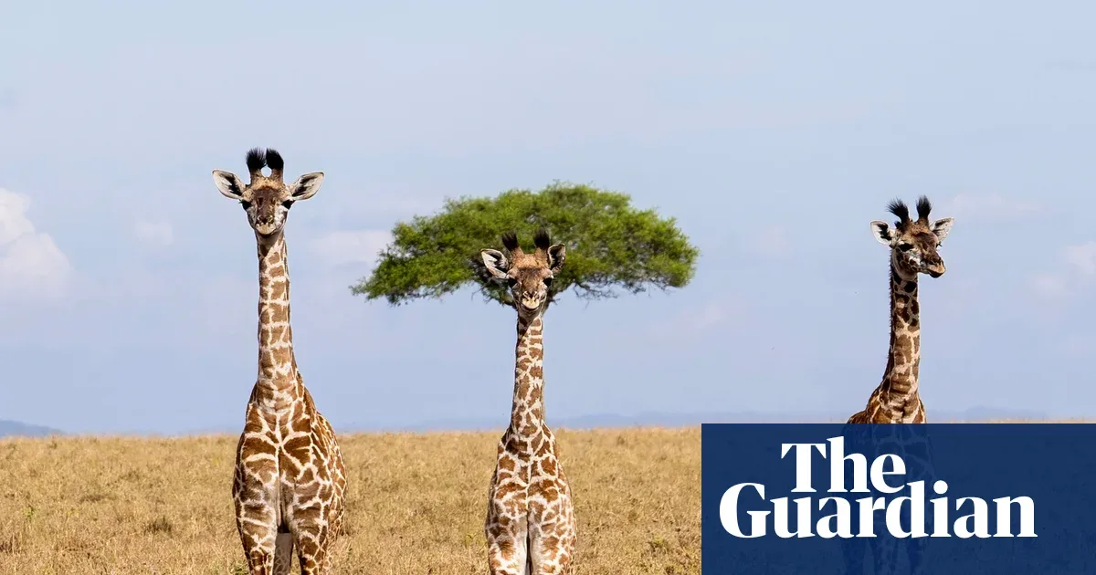 Nikon Comedy Wildlife Awards 2026: Finalis dari Kaiman Berambut hingga Leopard Handstand