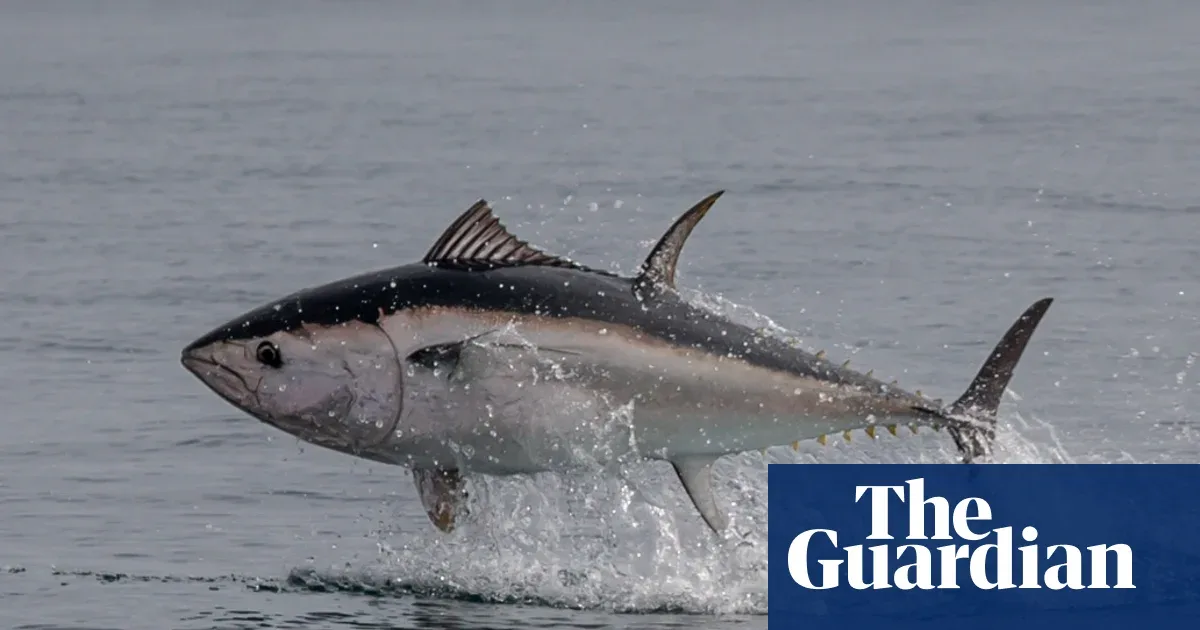 Tuna Sirip Biru Kembali ke Perairan Inggris Setelah Hampir Punah, Ilmuwan Sebut Bukti Pengelolaan Efektif