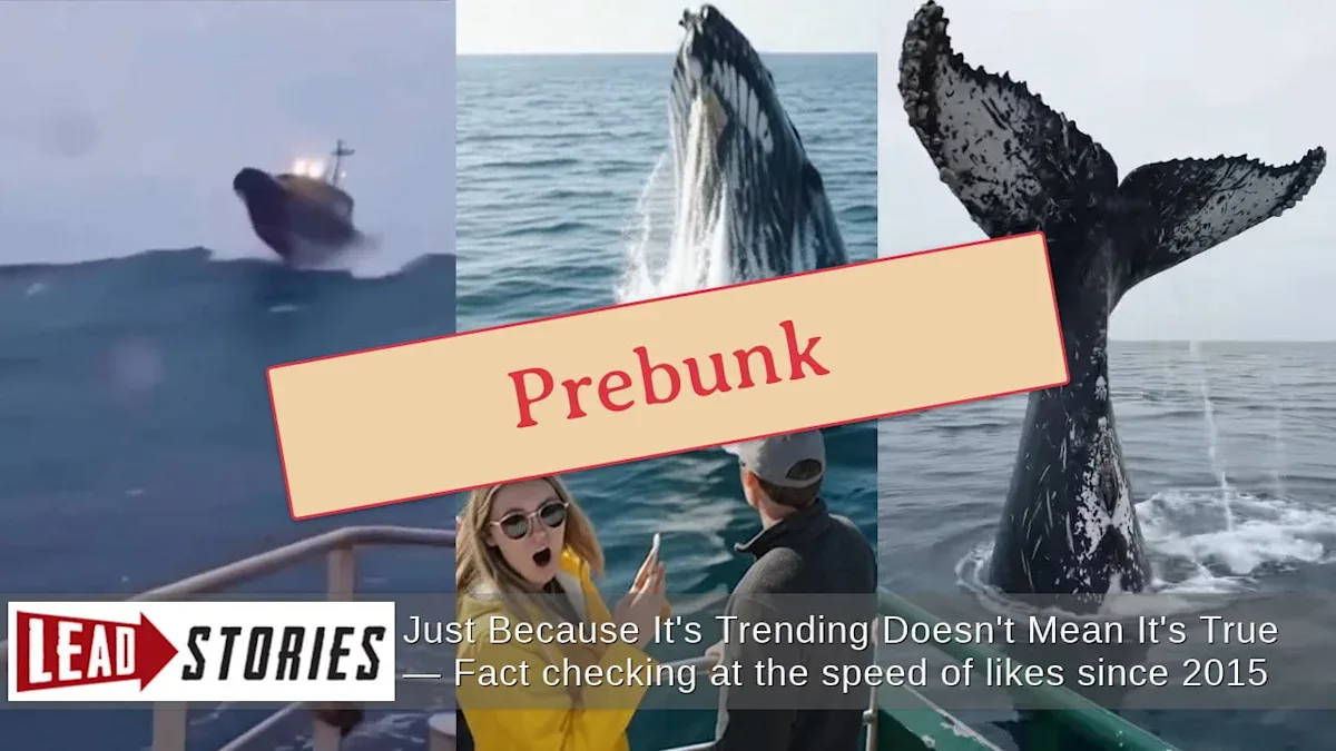 Viral Video Paus Raksasa di Laut? Waspadai Konten AI yang Menipu Mata