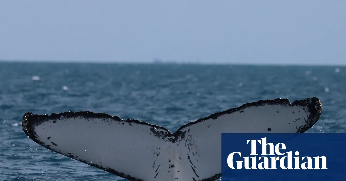 Populasi Paus Bungkuk Australia Pulih, tapi Ancaman Baling-baling Kapal Meningkat