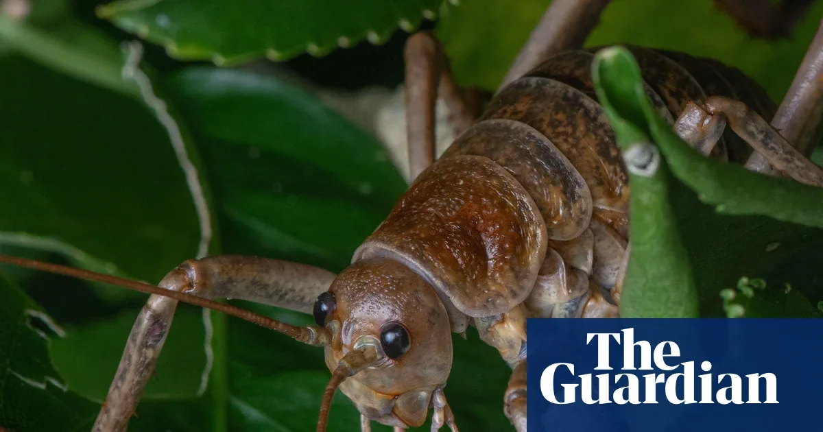 Welcome Back: Wētāpunga, the World's Heaviest Insect, Claws Back from the Brink of Extinction