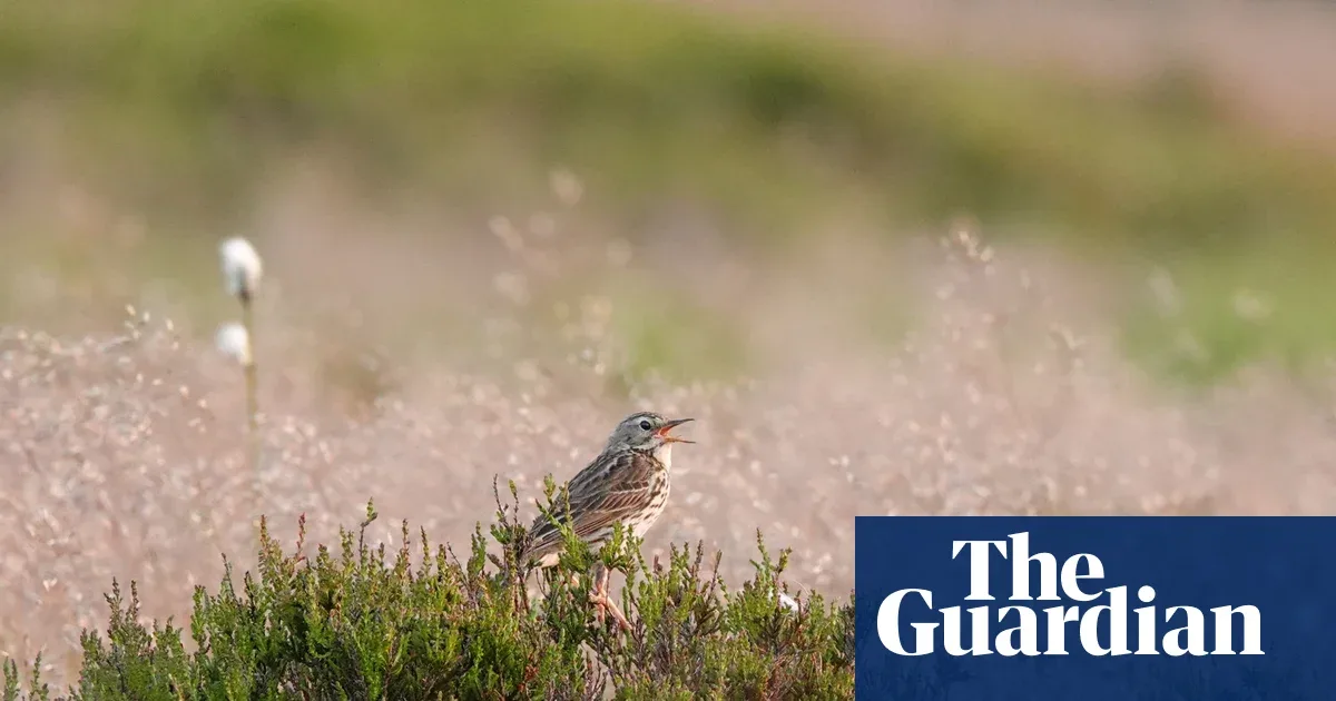 Ketika Langit Biru Menyembunyikan Kepunahan: Pelajaran dari Burung Pipit di Combs Moss
