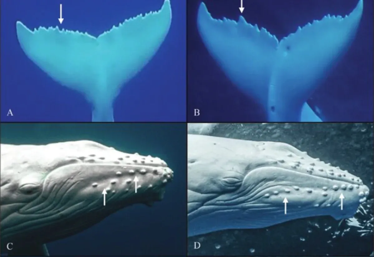 Happywhale Raih AI for Good 2026: Platform Identifikasi Paus dengan Akurasi 99 Persen