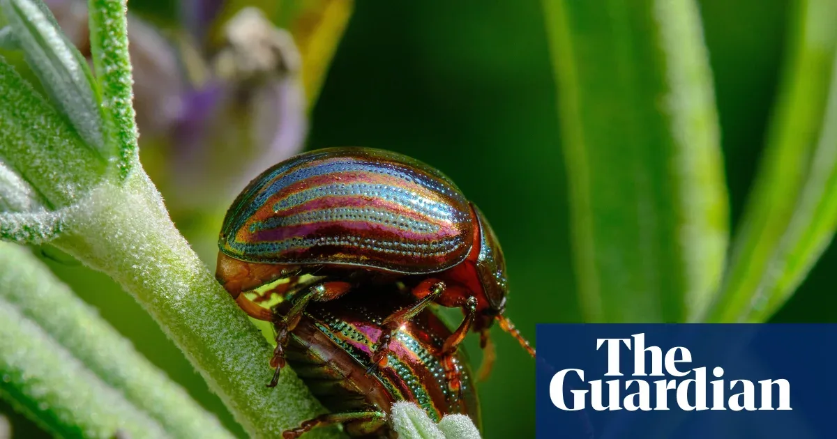 Invasive Rosemary Beetle Sweeps England, a New Threat to Herb Plants