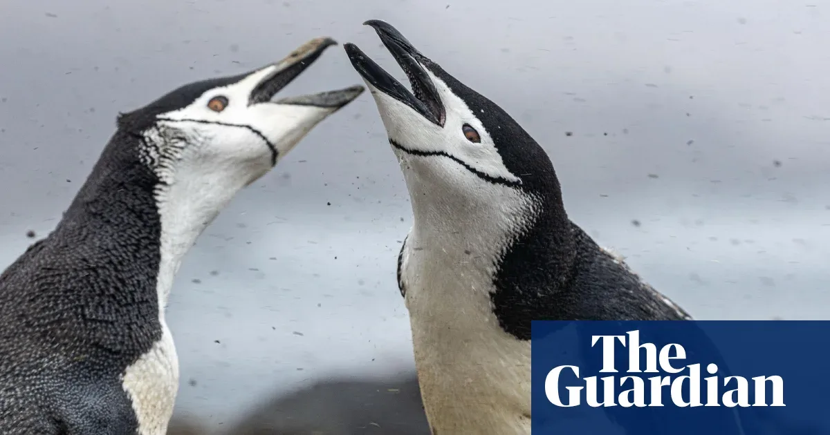 Koloni Penguin Terbesar Dunia Runtuh: Populasi Anjlok Dua Pertiga dalam 14 Tahun