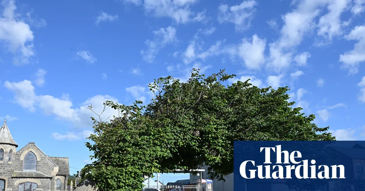 Elm Bengkok Berusia 150 Tahun Menangi Pohon Terbaik Inggris, Bertahan dari Penyakit Mematikan