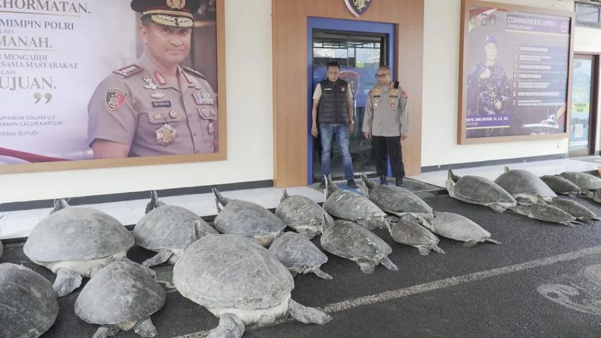 Penyelundupan 22 Penyu Hijau di Perairan Serangan Digagalkan, Pelaku Buron