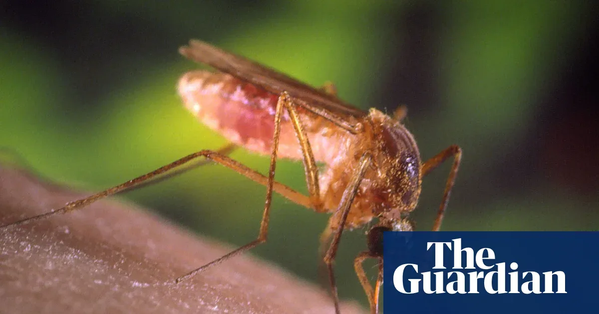 Los Angeles Dilanda Wabah Nyamuk Terburuk dalam Satu Dekade, Virus West Nile Cetak Rekor
