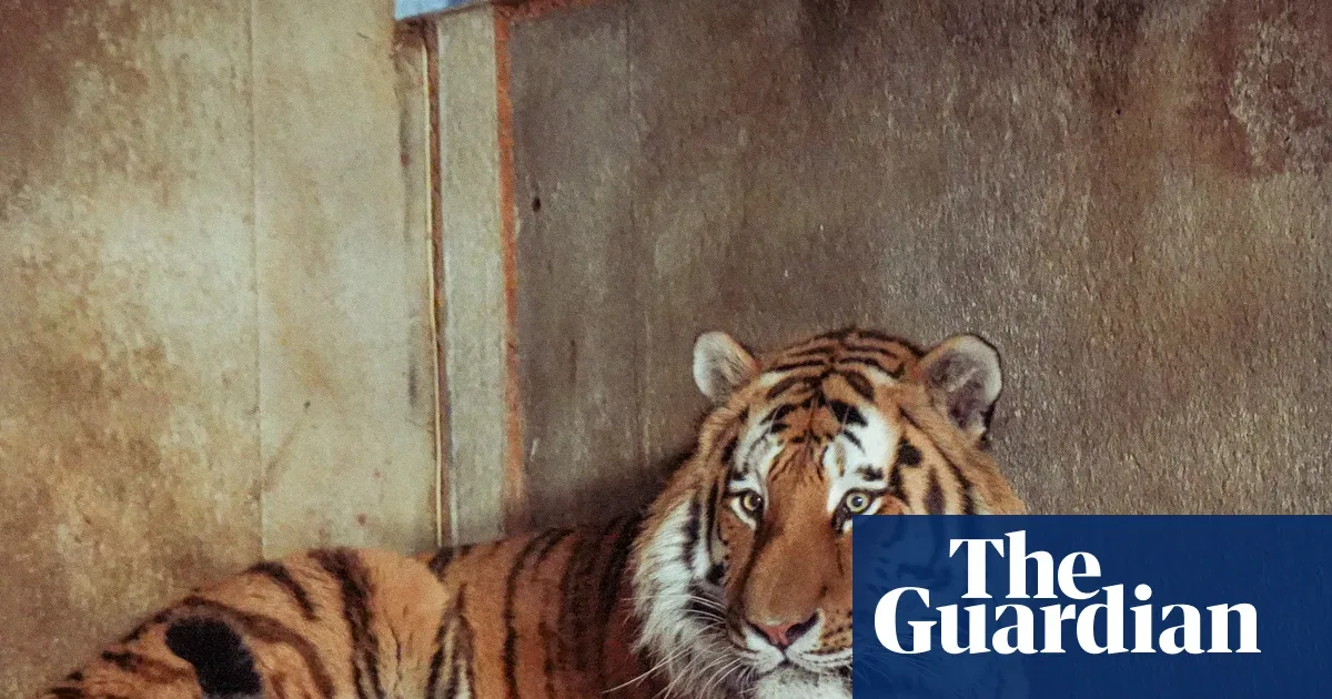 Tiger di Yorkshire Wildlife Park Tidak Akan Dieutanasia Usai Tewaskan Pengunjung