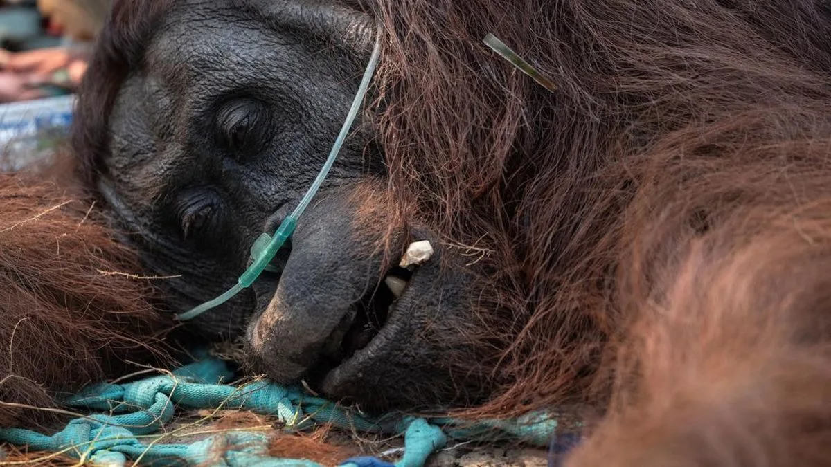 46 Orangutan Kalimantan Dievakuasi dari Karhutla, 8 Mulai Dilepasliarkan ke Hutan Lindung